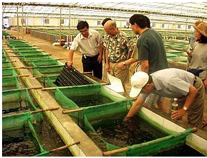 Opportunities for U.S. Aquaculture Companies in Chile